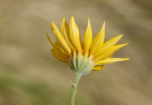 Plancia ëd <i>Bahia absinthifolia</i>