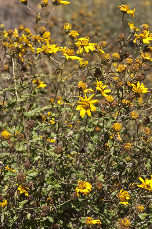 صورة Bahiopsis laciniata (A. Gray) E. E. Schilling & Panero