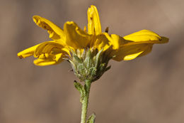 صورة Bahiopsis laciniata (A. Gray) E. E. Schilling & Panero