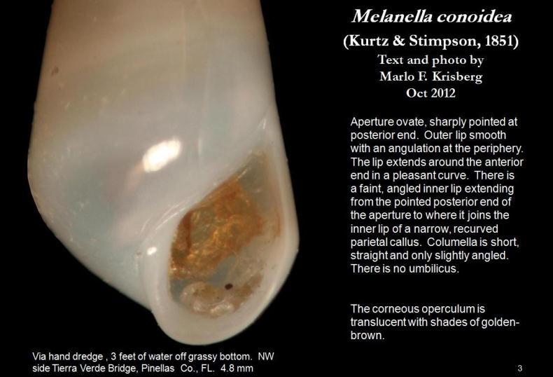 Image of Melanella conoidea (Kurtz & Stimpson 1851)