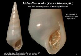 Image de Melanella conoidea (Kurtz & Stimpson 1851)