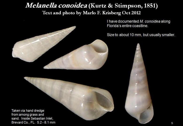 Image de Melanella conoidea (Kurtz & Stimpson 1851)
