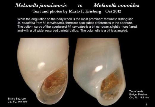 Image of Melanella conoidea (Kurtz & Stimpson 1851)