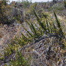 Image of alpine mirrorplant