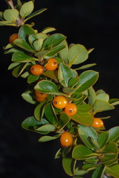 Image of alpine mirrorplant