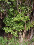 Image of Maui mirrorplant