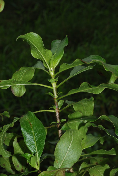 Image of Maui mirrorplant