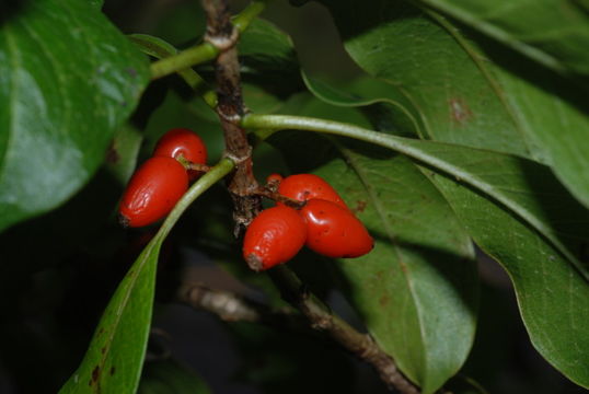 Image de Coprosma ochracea W. R. B. Oliv.