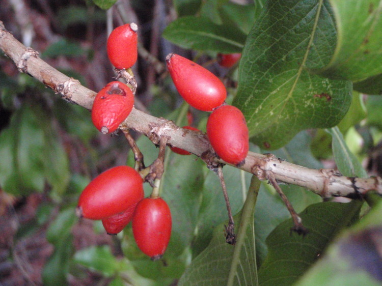 Image of Maui mirrorplant