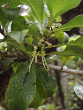 Image de Coprosma ochracea W. R. B. Oliv.