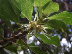 Image of Maui mirrorplant