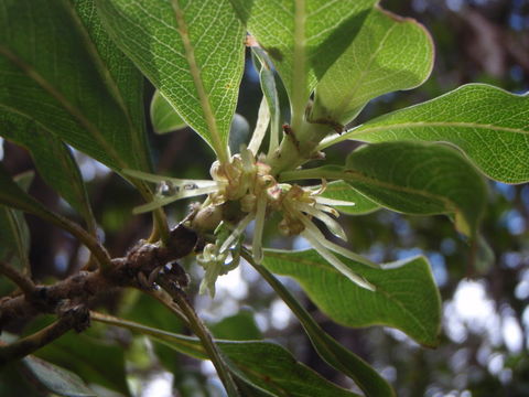 Image de Coprosma ochracea W. R. B. Oliv.