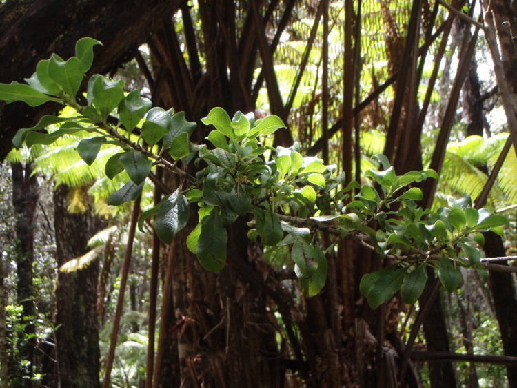 Image of Maui mirrorplant