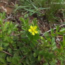 Image of Bushy Cinquefoil