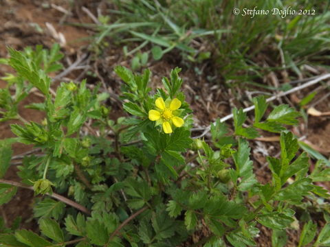 Potentilla supina L. resmi