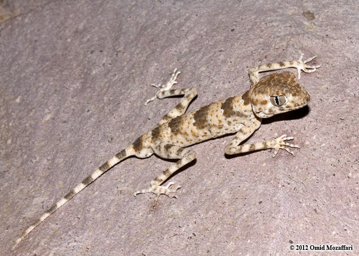 Image of Persian Spider Gecko