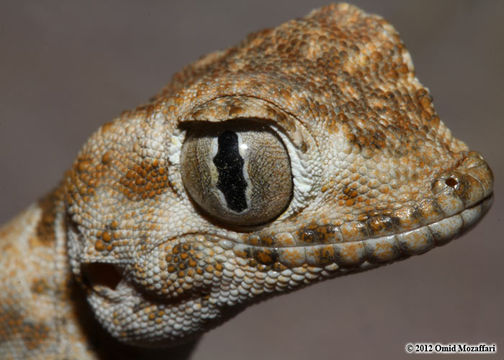 Image of Persian Spider Gecko