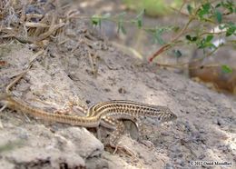 Image of Indian Fringe-fingered Lizard