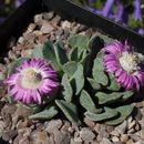 Imagem de Aloinopsis spathulata (Thunb.) L. Bol.