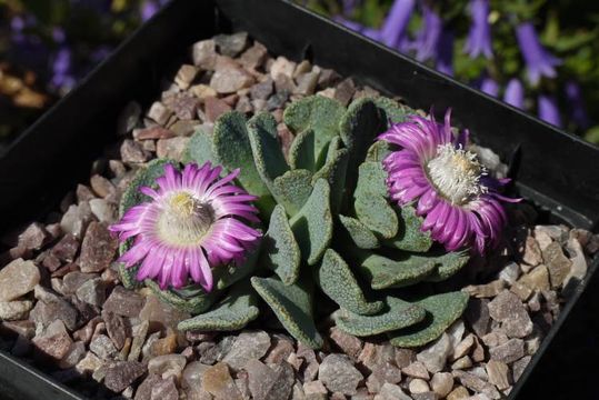 Imagem de Aloinopsis spathulata (Thunb.) L. Bol.