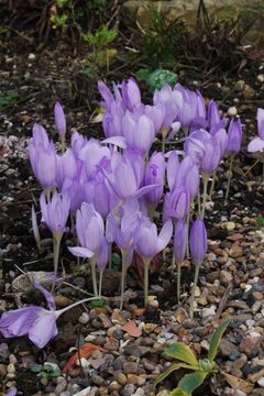 Image of Kotschy's Crocus