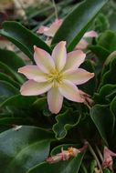 Image of <i>Lewisia tweedyi</i>