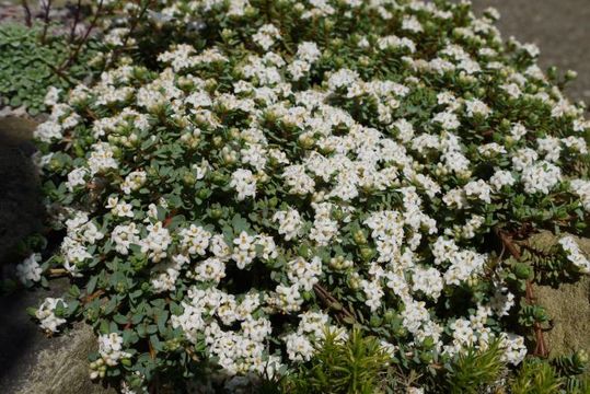 Image of Pimelea prostrata (J. R. & G. Forst.) Willd.