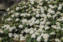 Image of Pimelea prostrata (J. R. & G. Forst.) Willd.