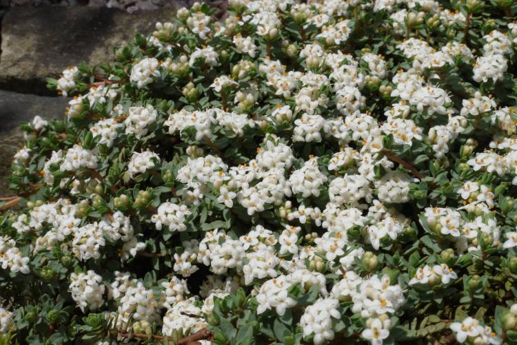 Image of Pimelea prostrata (J. R. & G. Forst.) Willd.