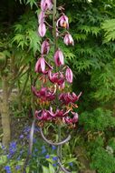 Image of martagon lily