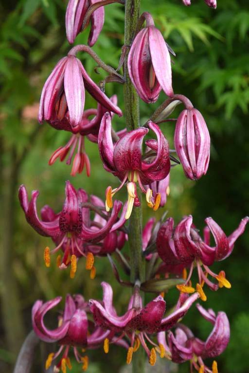 Image of martagon lily