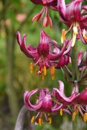 Image of martagon lily