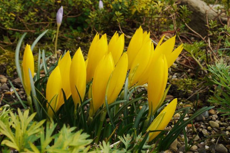 Image of winter daffodil