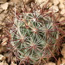 Image de Sclerocactus nyensis Hochstätter