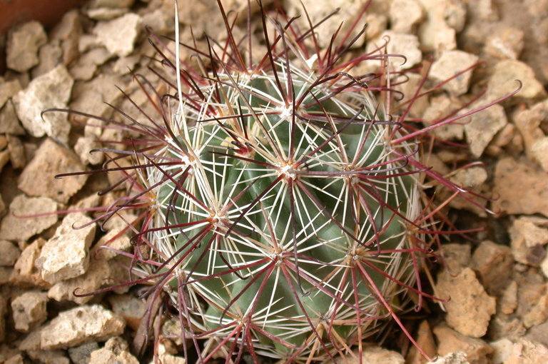 Tonopah Fishhook Cactus - Encyclopedia of Life