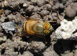 صورة Eristalinus taeniops (Wiedemann 1818)