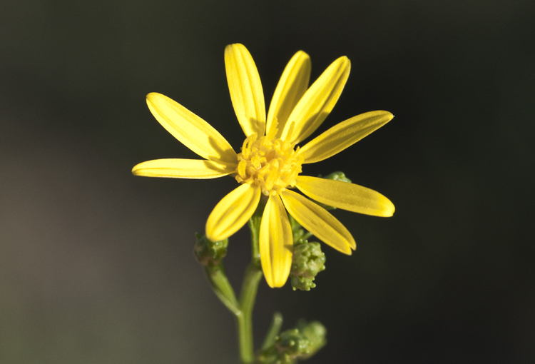 Image of sticky snakeweed