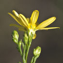 Imagem de Gutierrezia texana var. glutinosa (S. Schau.) M. A. Lane