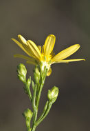 Image of sticky snakeweed