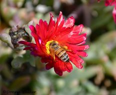 Image of Honey bee