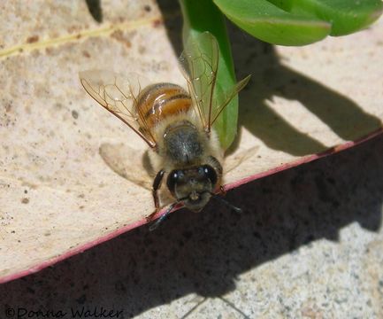 Image of Honey bee