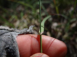 Image of Sierra bluegrass