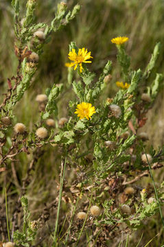 Слика од Rayjacksonia phyllocephala (DC.) R. L. Hartman & M. A. Lane