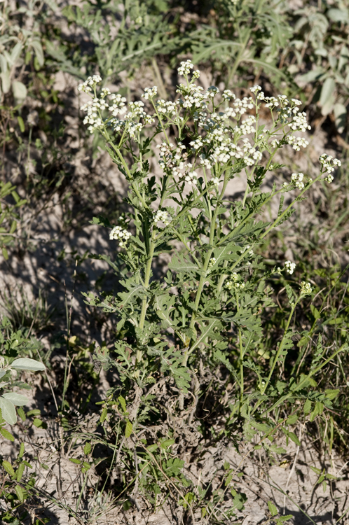 Image of Gray's feverfew