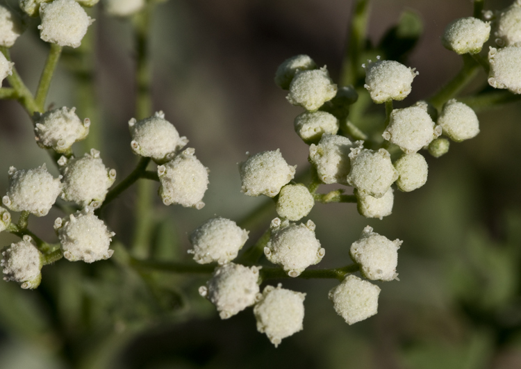 Image of Gray's feverfew