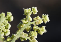 Image of Gray's feverfew