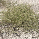 Image of threeflower snakeweed