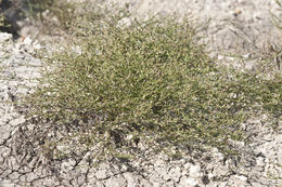 Image of threeflower snakeweed