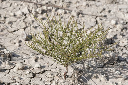 Image of threeflower snakeweed