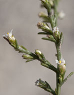 Image of threeflower snakeweed